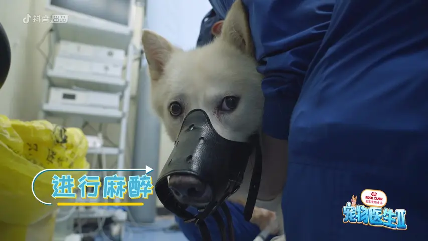 《宠物医生第二季》第8期