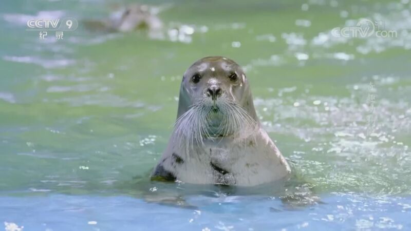 《奇趣动物园》 第五集 信任与相守