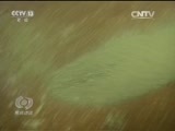 焦点访谈 《焦点访谈》 20160610 严师高徒