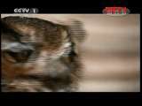 动物世界 《动物世界》 20111124