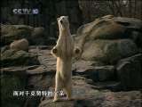 小熊成长的故事 上