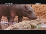 人与自然 《人与自然》 20140413 自然故事 鳄鱼最后的晚宴（下）