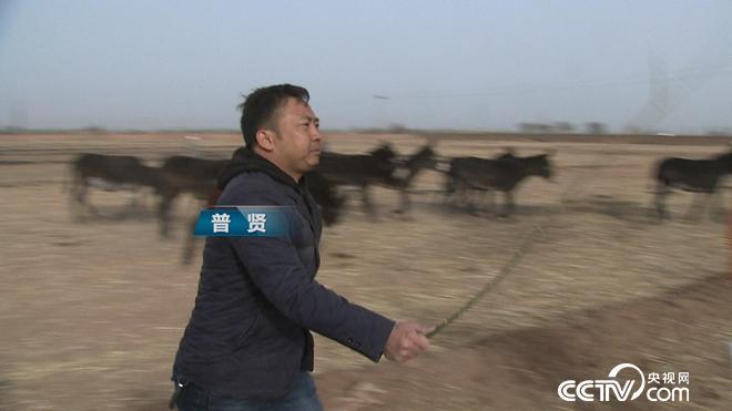 致富经 [致富经]驴口夺财 一天卖出4万元 20180622