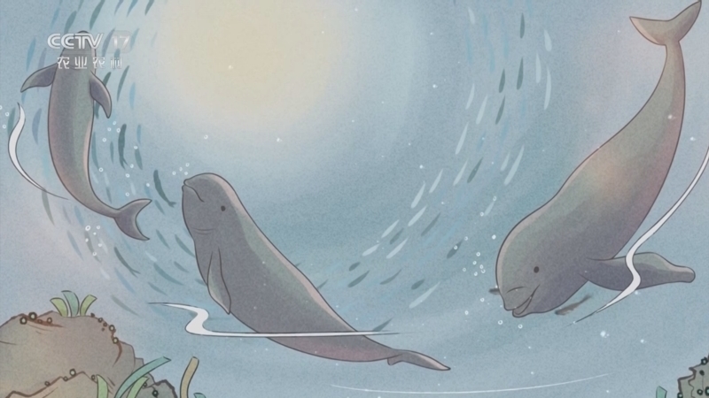 《乡土中国》 20251027 长江逐浪·鲸现世间