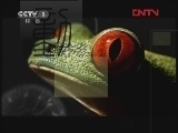 动物世界 《动物世界》 20120410