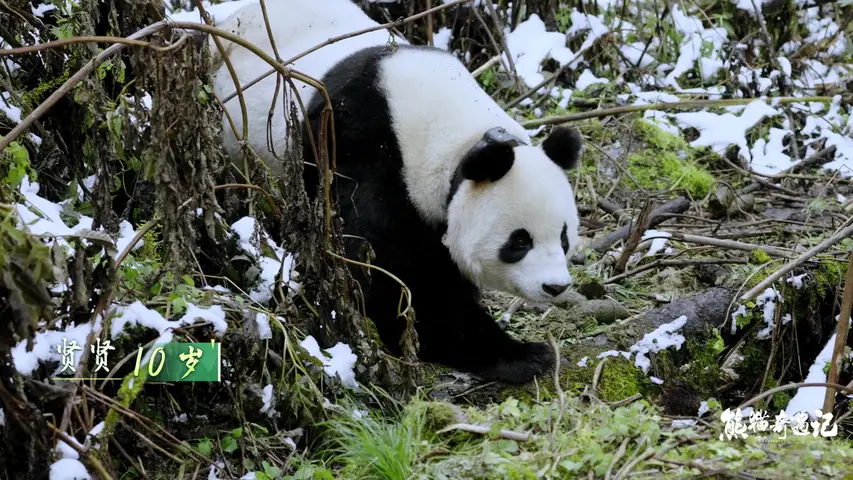 《熊猫奇遇记》第3集