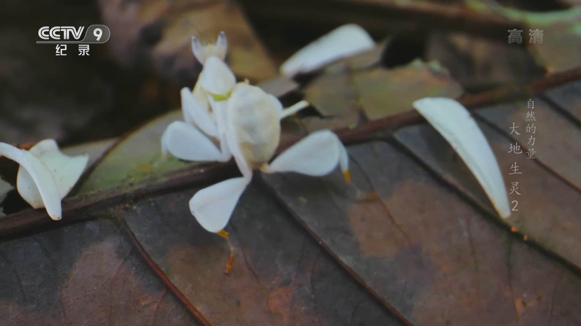 《自然的力量·大地生灵》 第2集 昼夜觅生机