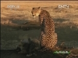 人与自然 《人与自然》 20130107 自然故事 猎豹家庭（上）