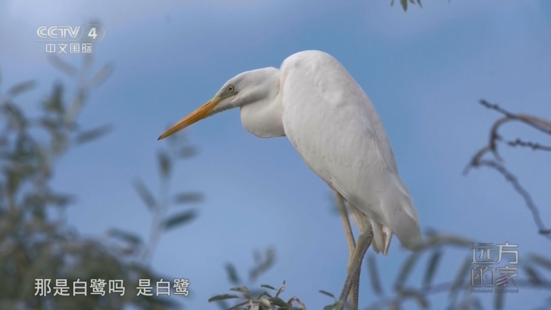 《远方的家》 20260519 山河锦绣看中国 灵秀石嘴山 生态绘华章