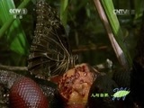 人与自然 《人与自然》 20150815 自然发现：水獭（下）