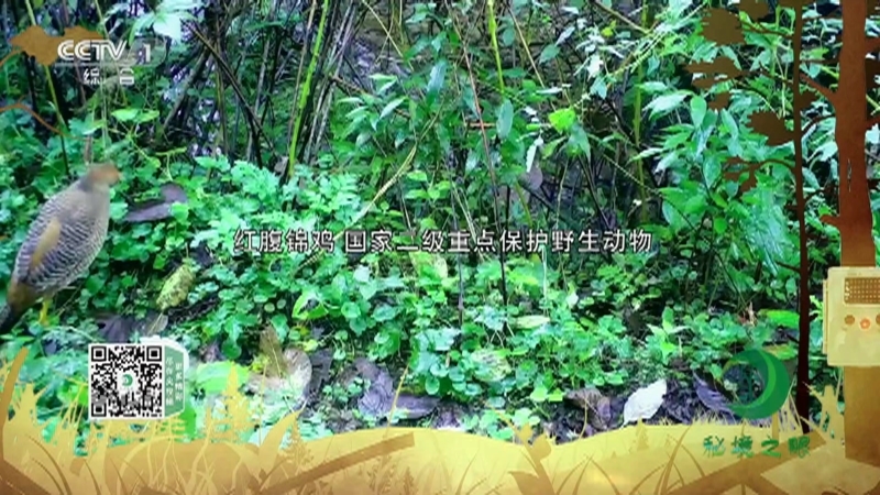 《秘境之眼》 红腹锦鸡 20210616