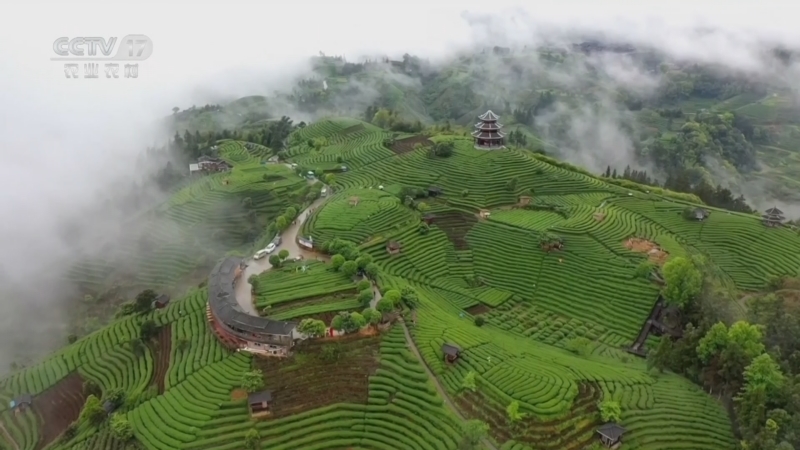 《沿着地图看和美乡村》 20240706 春茶地图 三江风情·茶香侗寨