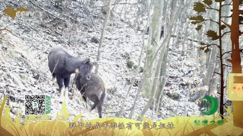 秘境之眼 《秘境之眼》 中华斑羚 20220817