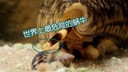 聊斋怪谈 最危险的蜗牛外表可爱呆萌却能使猎物瘫痪
