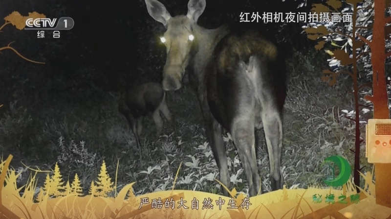 秘境之眼 《秘境之眼》 驼鹿 20230731