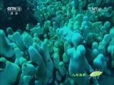 人与自然 《人与自然》 20150913 自然发现：大堡礁——珊瑚礁内外（下）