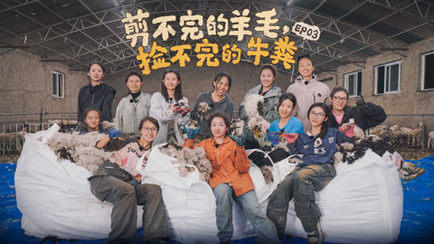 燃烧的月亮 第3期 12位女生9小时剪335只羊 刘芯羽暴雨中守护牛粪