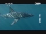 自然传奇 《自然传奇》 20140829 野生动物现场 1