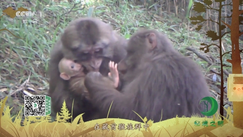 秘境之眼 《秘境之眼》 藏酋猴 20220718