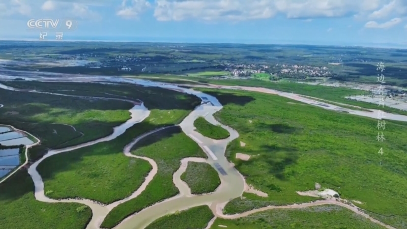 《海边有片红树林》 第4集 生命奇迹