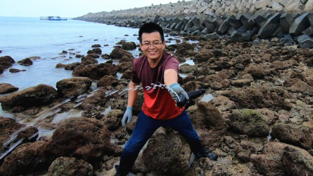 思乡渔夫 退大潮海螺就是多，30分钟捡回半脸盆海螺