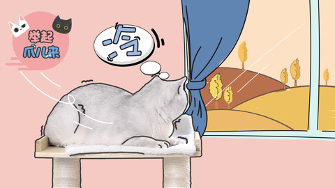 举起爪儿来 轻松5步，完成猫咪冬季养护