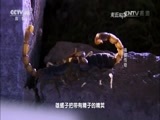 走近科学 《走近科学》 20160721 毒蝎传奇