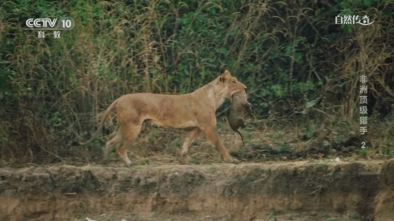 自然传奇 《自然传奇》 20230430 非洲顶级猎手 2