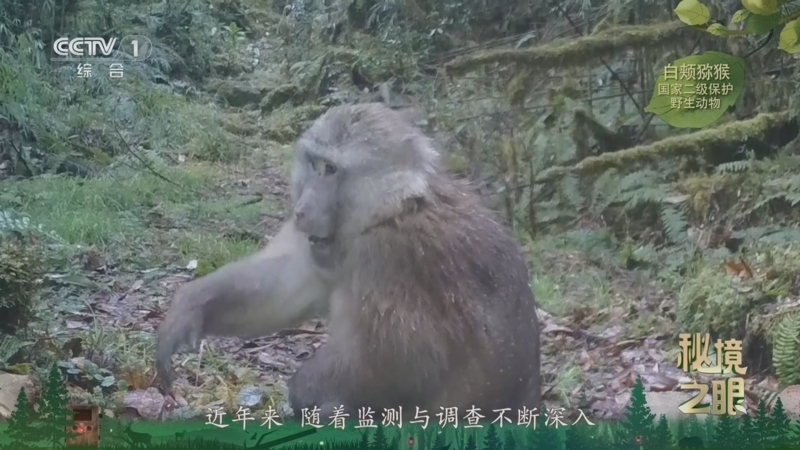 秘境之眼 《秘境之眼》 白颊猕猴 20260715