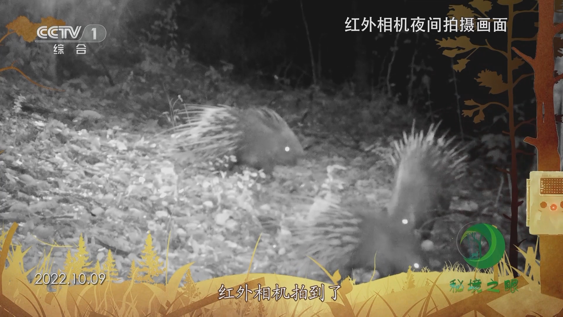 秘境之眼 《秘境之眼》 豪猪 20230623