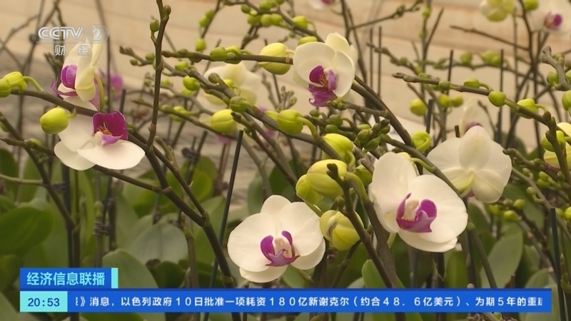 经济信息联播 《经济信息联播》 20231211