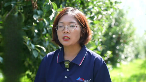 气候造就优质苹果 钾肥点亮丰产增收路