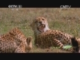 人与自然 《人与自然》 20140329 猎豹母亲（上）