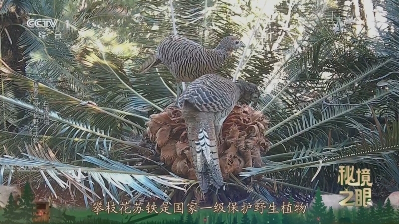 秘境之眼 《秘境之眼》 赤腹松鼠/白腹锦鸡 20251225