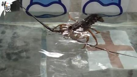 足球大虾瞎操心 英格兰能否突破16强魔咒？ 大虾“瞎操心”最新预测