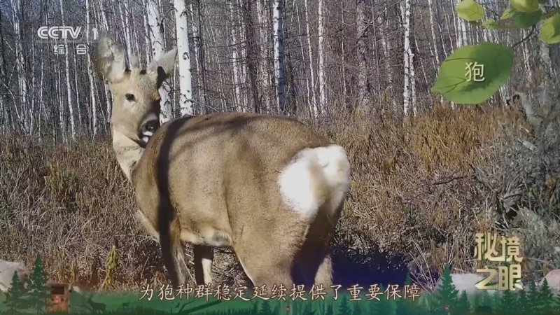 秘境之眼 《秘境之眼》 狍 20250920