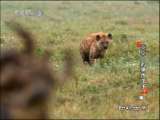 动物世界 动物世界 2010年 第100期