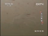 动物世界 《动物世界》 20131020 谁与争锋（中）