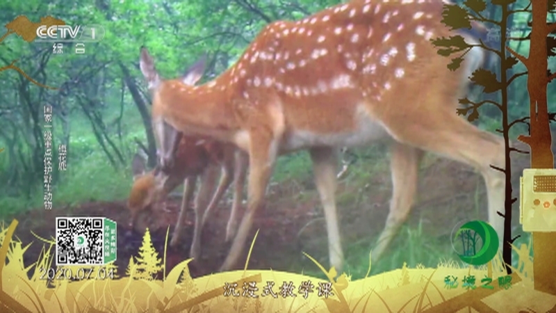 秘境之眼 《秘境之眼》 毛冠鹿/梅花鹿/黑熊/白鹇 20221204