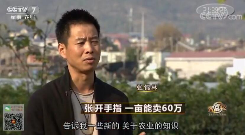 致富经 [致富经]张开手指 一亩能卖60万 20180104