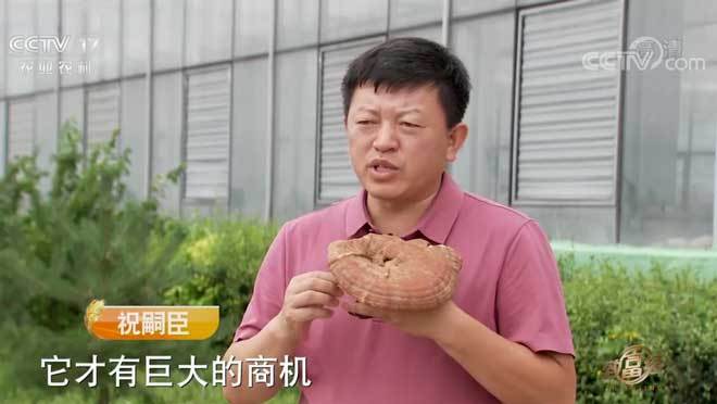 致富经 《致富经》 20200928 小灵芝做成大产业