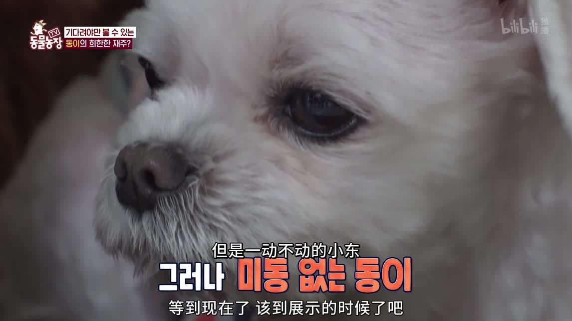 抑郁的狗狗