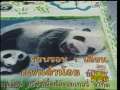 新闻袋袋裤 泰国：熊猫宝宝过满月全民动员起名字