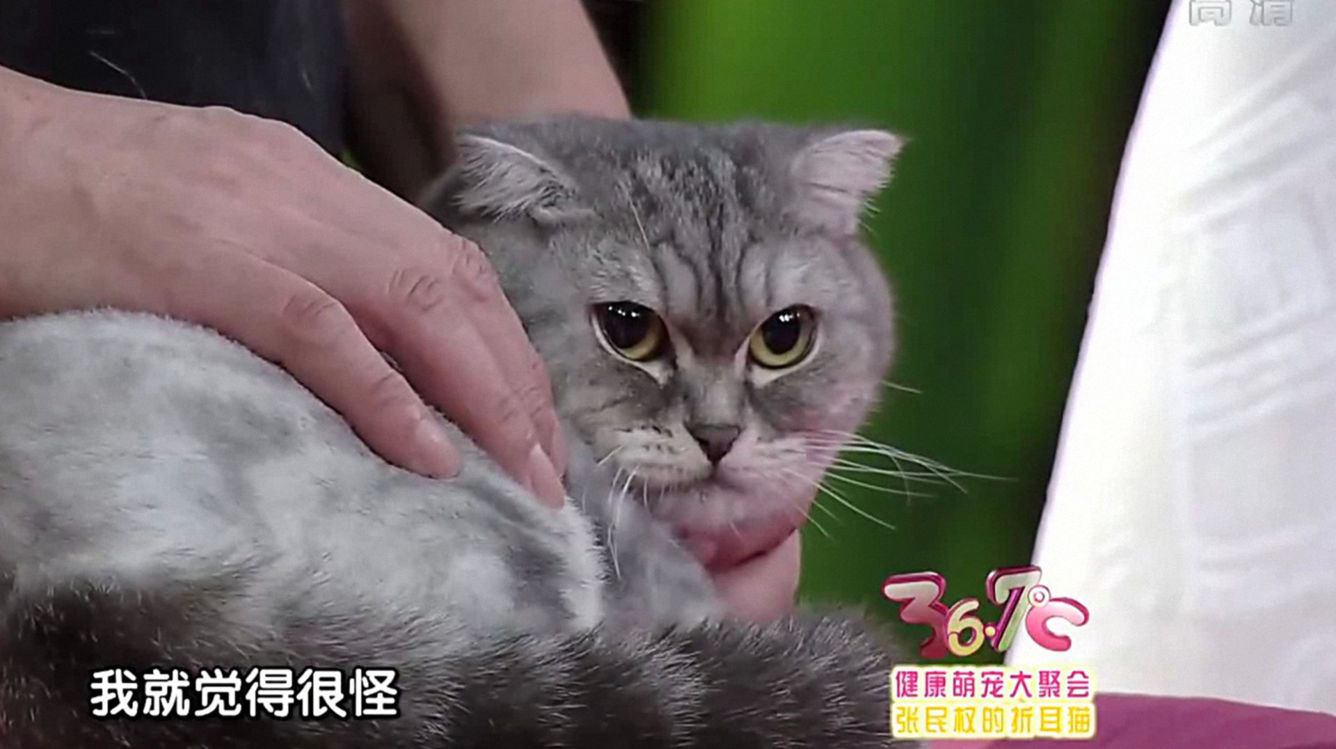 36.7℃明星听诊会 健康萌宠大聚会