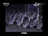味道 《味道》 20170424 寻找运河味道（五）在运河这个移动厨房中能找到什么味道