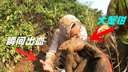 思乡渔夫赶海 最真实的赶海，被巨大蟹钳夹住手指有多痛？看看小伙表情就知道了