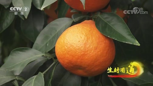 生财有道 《生财有道》 20191218 咱们家乡有特产 浙江象山：橘生山海间 生财味道甜