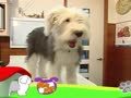 狗狗日记 第127天 X光检查