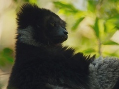 地球脉动第二季（Planet Earth II ）第3集：雨林
