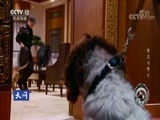天网 《天网》 20180731 警犬成长记：警花与警犬